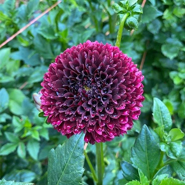 Jowey Mirella — Petal Creek Farm